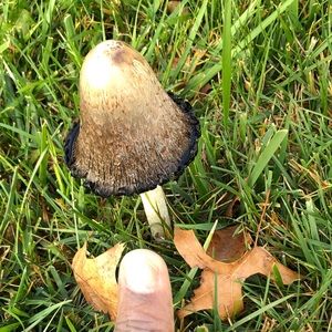 Meet your Posher, Aaron